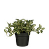 Mica Decorations -  Kunstplant mica tradescantia in pot groen | 6 stuks